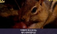 미니 자이언트 다시보기 토렌트 동영상1