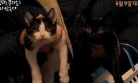 고양이는 불러도 오지 않는다 다시보기 토렌트 동영상3